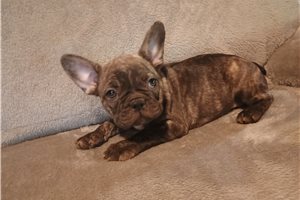 Emiko - French Bulldog for sale
