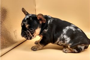 Poblano - French Bulldog for sale