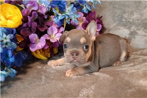 Polly - French Bulldog for sale
