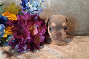 Polly - puppy for sale