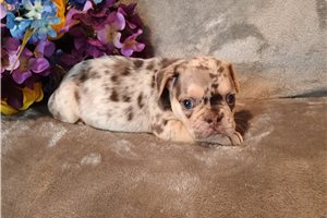 Puck - puppy for sale