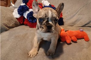 Carlotta - puppy for sale