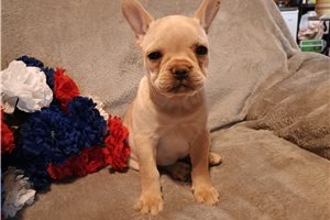 Navie - puppy for sale