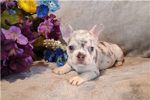 Mino - French Bulldog for sale
