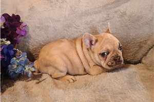 Emery - French Bulldog for sale