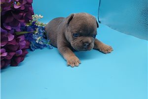 Bellatrix - French Bulldog for sale