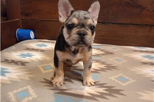 Samson - French Bulldog for sale