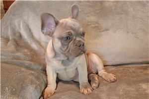 Cartwright - French Bulldog for sale