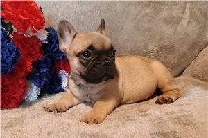Case - French Bulldog for sale