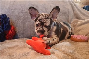 Benson - French Bulldog for sale