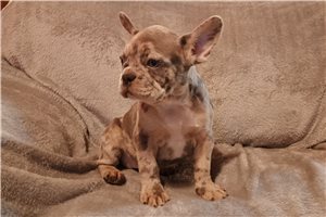 Nora - French Bulldog for sale