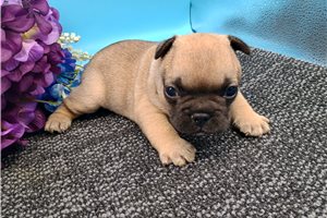 Case - French Bulldog for sale