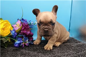 Destiny - puppy for sale