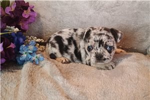 Camilia - French Bulldog for sale