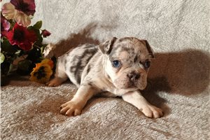 Darius - puppy for sale