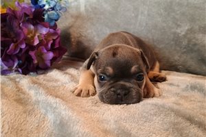 Pandora - puppy for sale