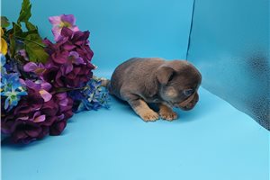 Belladonna - puppy for sale