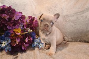 Cartwright - French Bulldog for sale