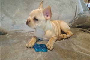 Navie - French Bulldog for sale