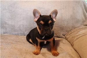 Corky - French Bulldog for sale