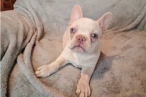 Nate - puppy for sale