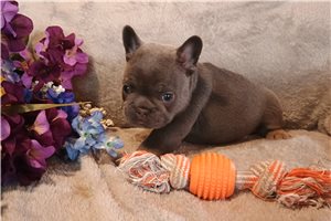 Bellatrix - French Bulldog for sale