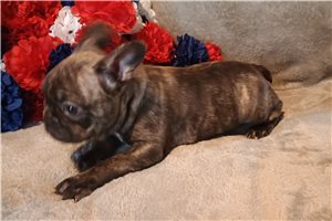 Emiko - French Bulldog for sale