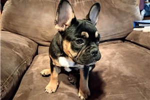 Wilma - French Bulldog for sale