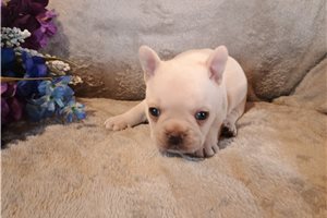 Nugget - puppy for sale