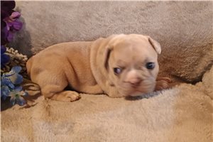 Rosie - French Bulldog for sale