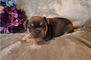 Pandora - French Bulldog for sale