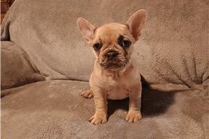 Emery - French Bulldog for sale