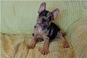 Penelope - French Bulldog for sale