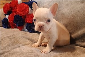 Nate - French Bulldog for sale