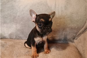 Princess - puppy for sale
