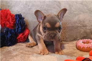 Anson - French Bulldog for sale
