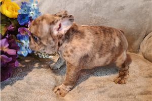 Egon - French Bulldog for sale