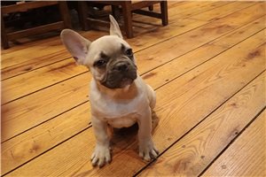 Cara - French Bulldog for sale