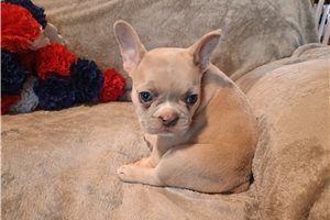 Rosie - French Bulldog for sale