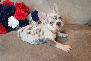 Mino - French Bulldog for sale