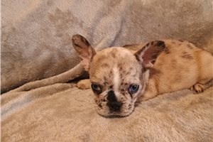 Carlotta - French Bulldog for sale