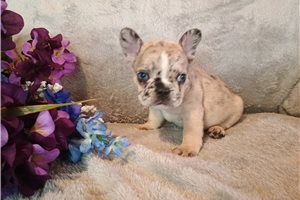 Carlotta - French Bulldog for sale