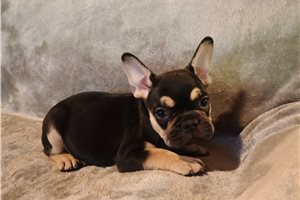 Piper - French Bulldog for sale