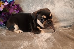 Piper - French Bulldog for sale