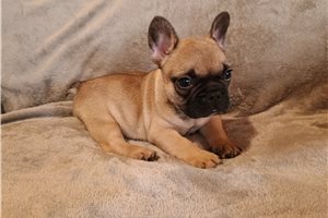 Case - French Bulldog for sale