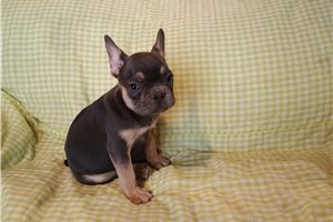 Pandora - French Bulldog for sale