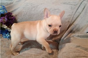 Navie - French Bulldog for sale