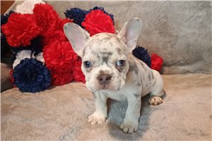 Mino - French Bulldog for sale