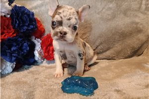 Swayze - French Bulldog for sale