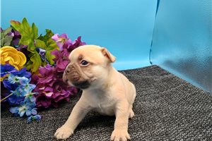 Cara - puppy for sale